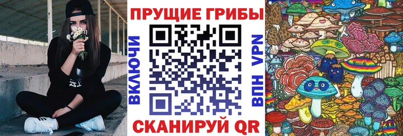 Псилоцибиновые грибы Cubensis  даркнет сайт  Сорочинск 